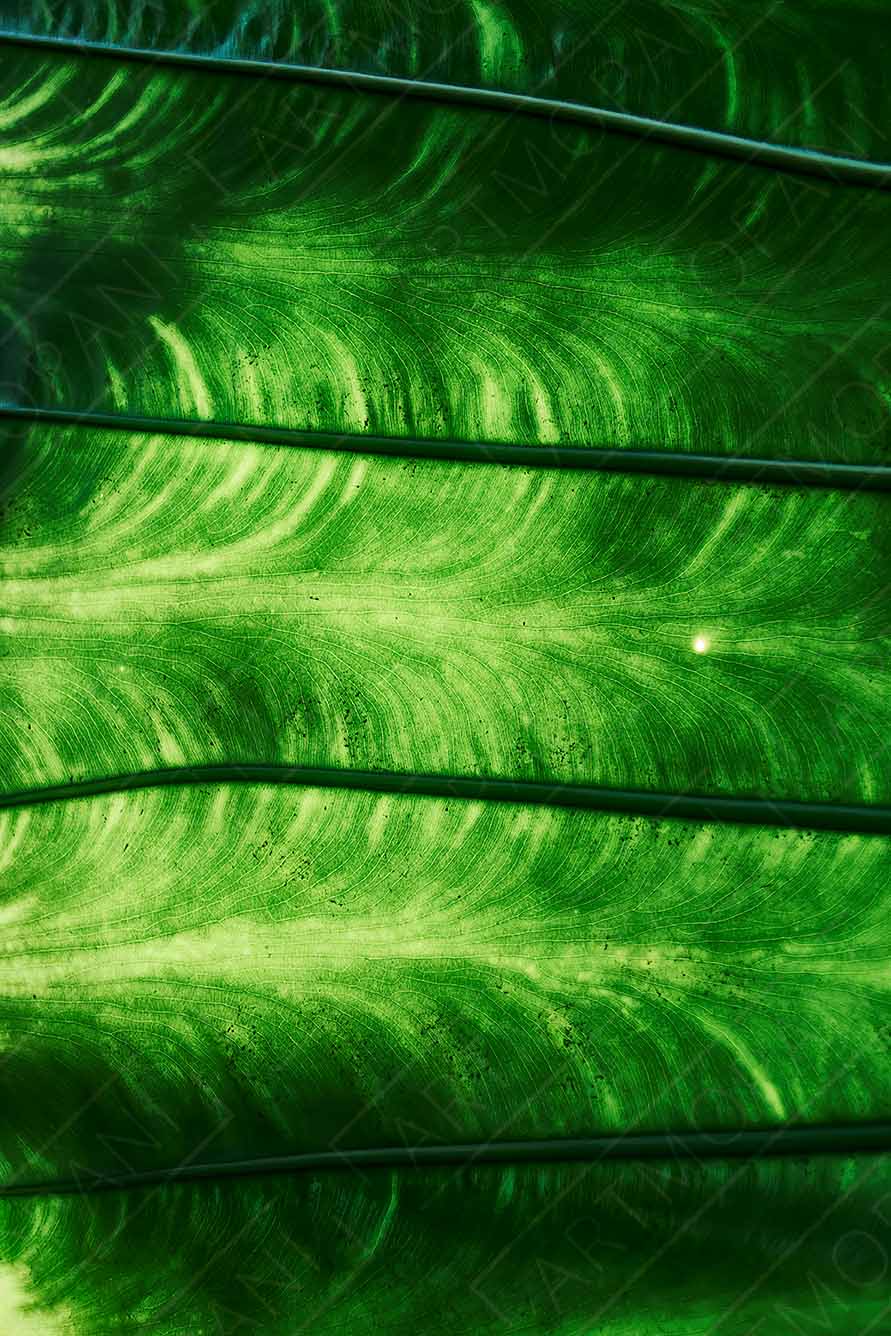 leaf texture close-up in vibrant green