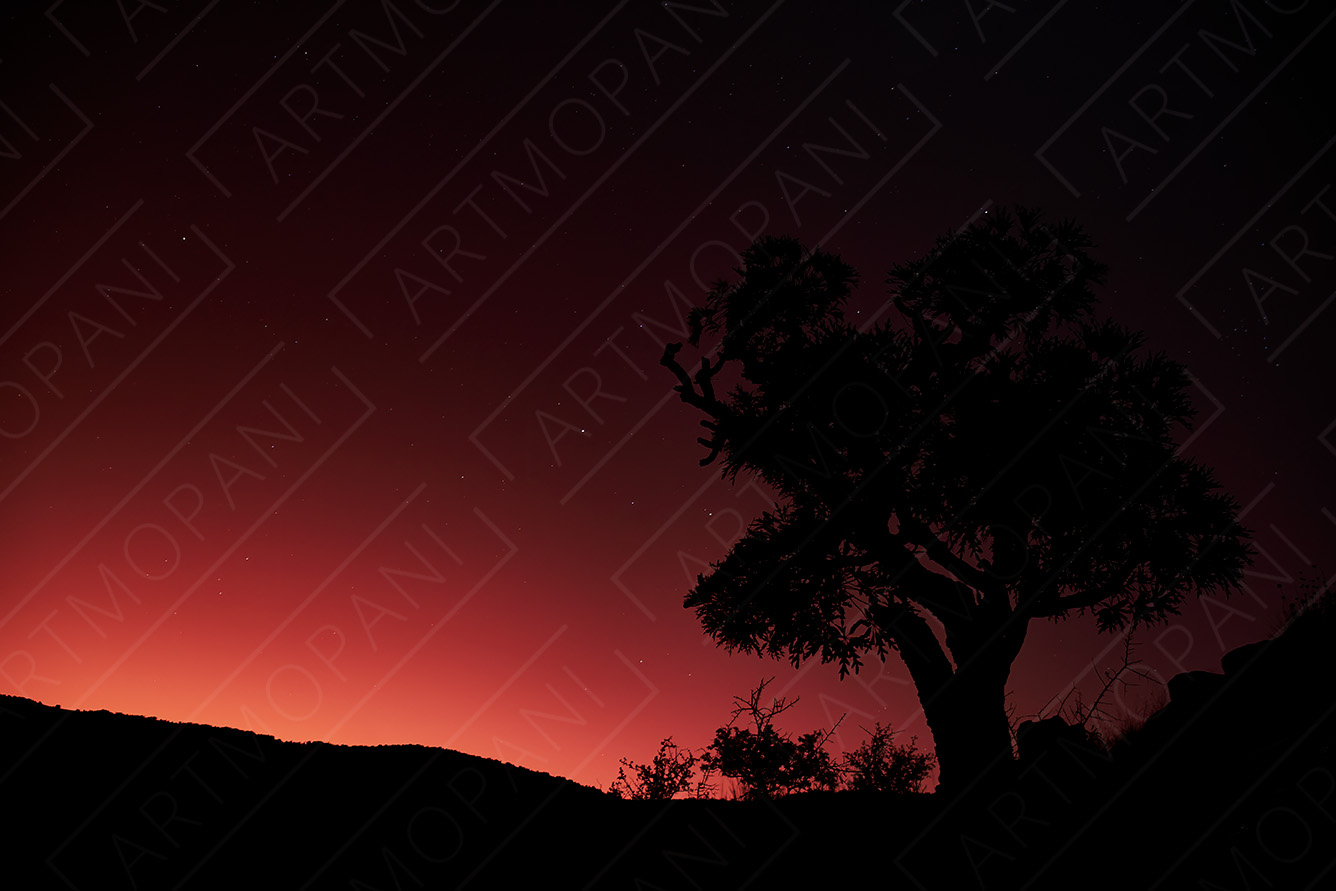 tree silhouette against a red horizon