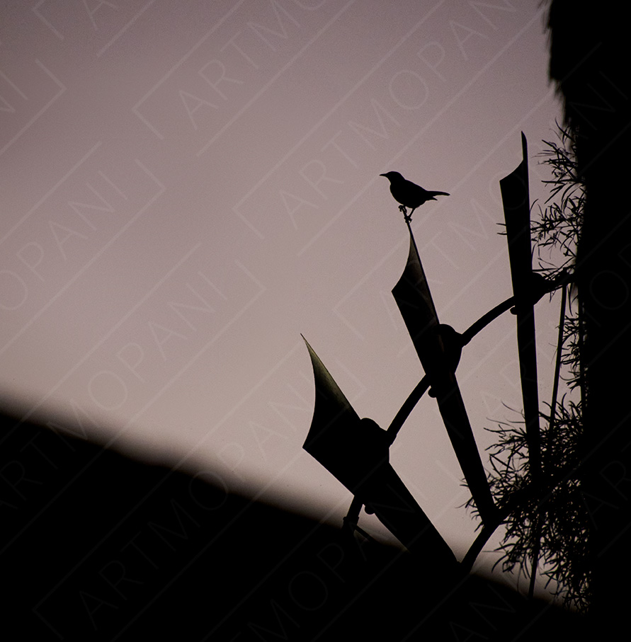 silhouette of a bird on a windmill