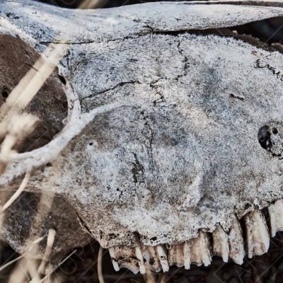 Skull In Decay