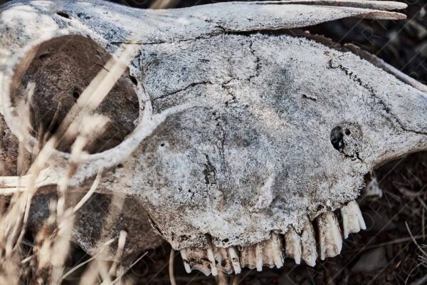 animal skull in decay