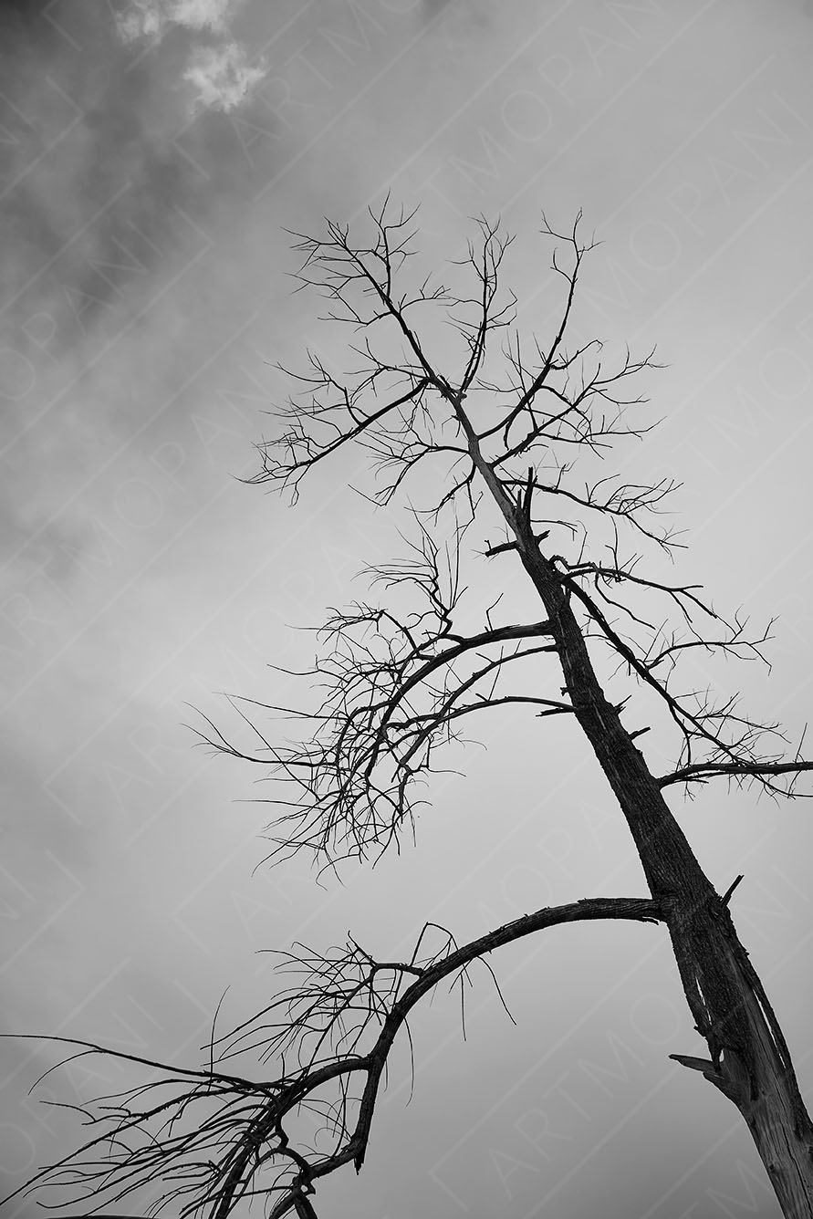 dead tree silhouette against a grey cloudy sky
