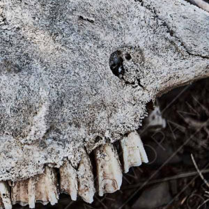 perishing skull of an animal