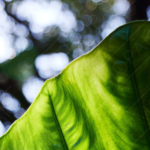 striking backlit green leaf