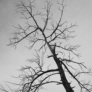 dead tree silhouette against a grey sky