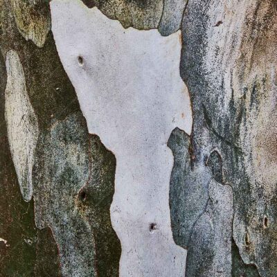 Bark of a Leopard Tree