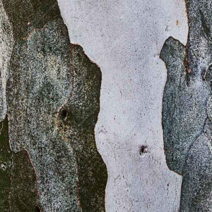 interesting tree bark texture close up