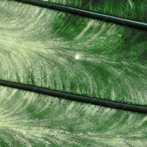 texture of a leaf close up