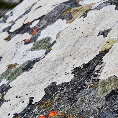 Lichen Textures