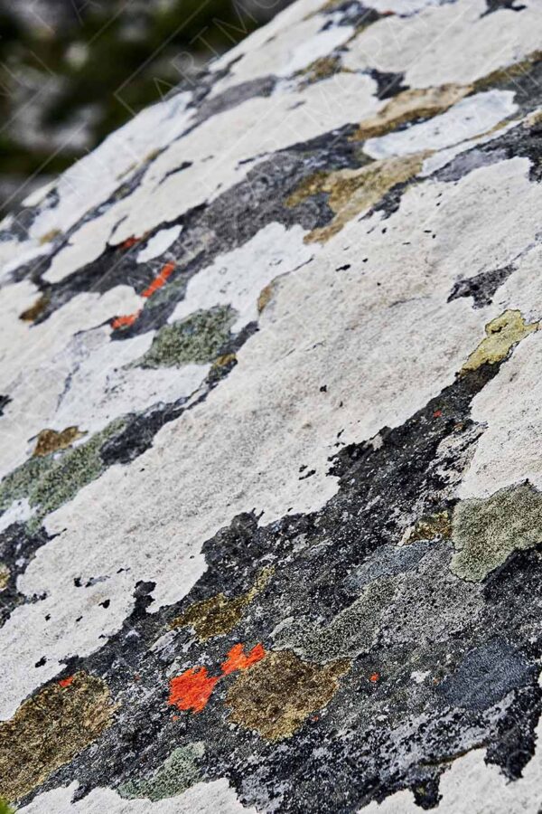 Colourful lichen covered rock