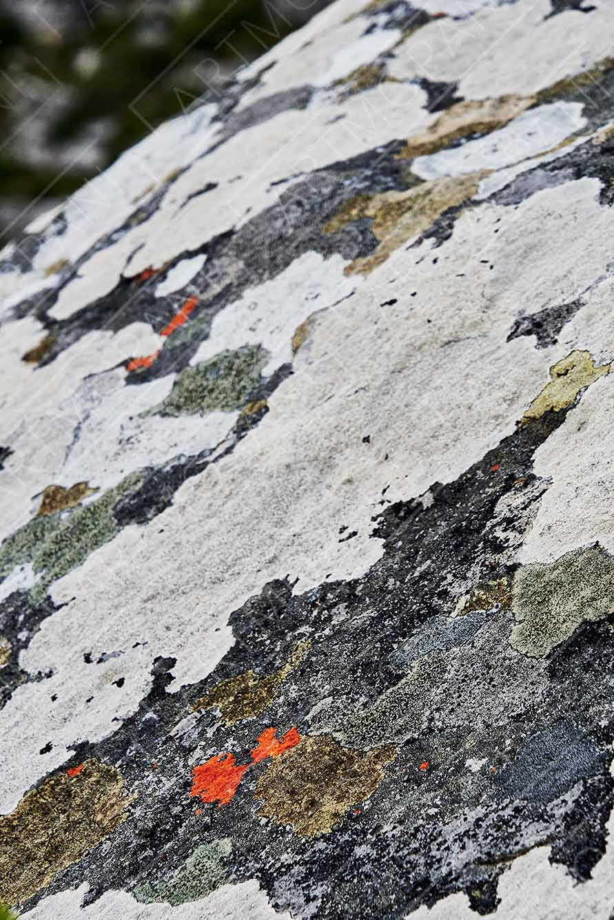 Lichen Textures