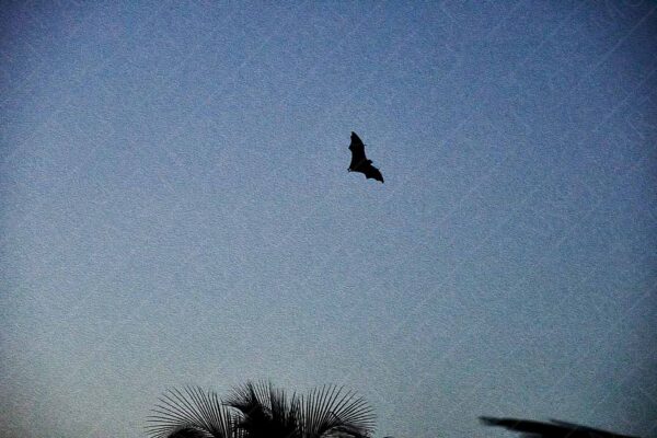 a large bat silhouette against the dusk horizon