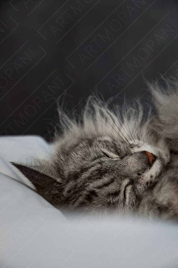 beautiful cat asleep on a comfortable bed