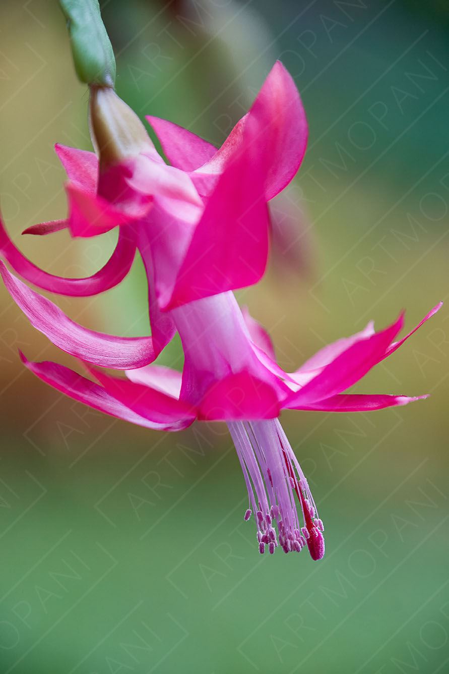 bright pink flower against a blurry green background