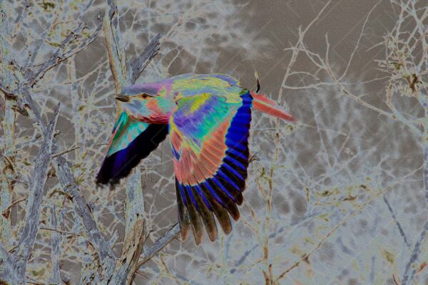 Artistic expression of a colourful bird in flight