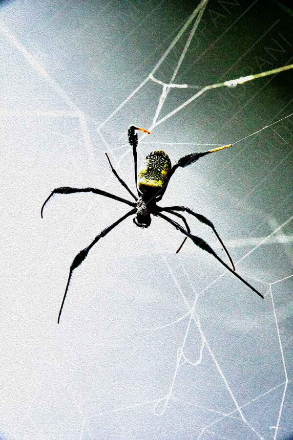 a long legged spider waiting in its silky web