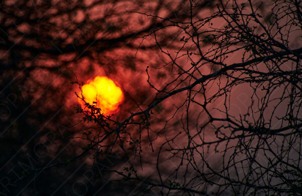 a fiery sun setting through dense thorny bush