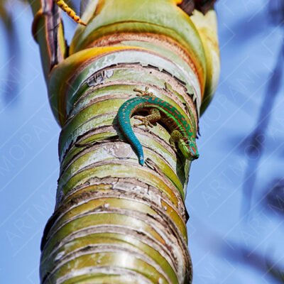 Colourful Mauritian Day Gecko