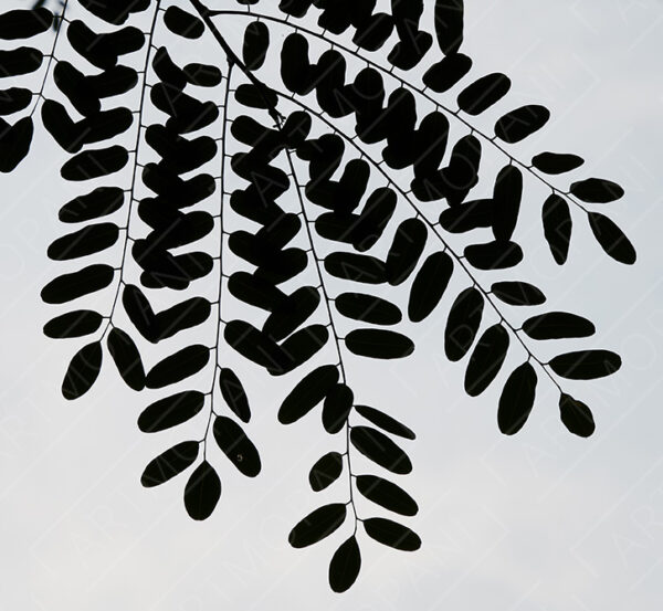 backlit leaf petals