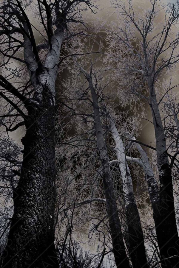 eerie trees in a dark forest