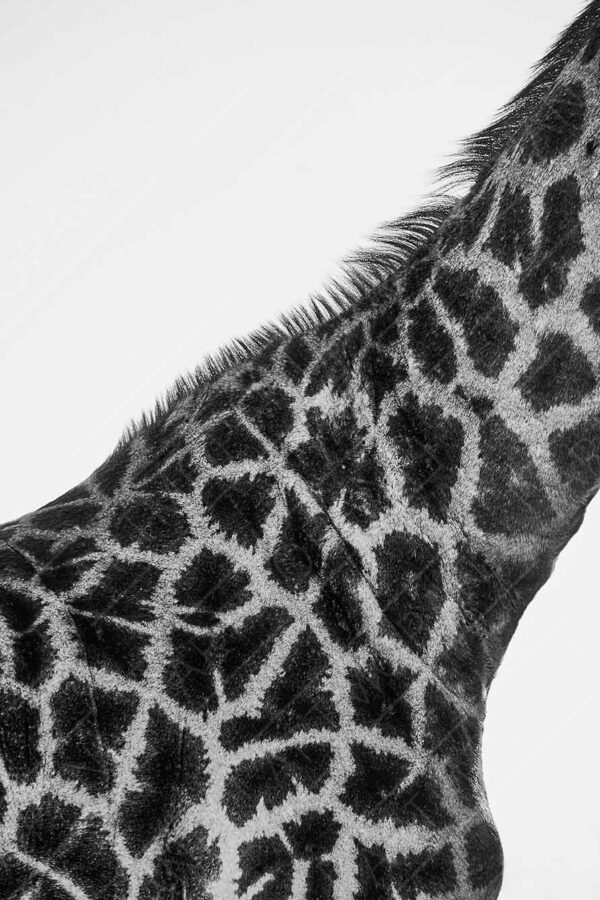 giraffe skin patterns in black & white