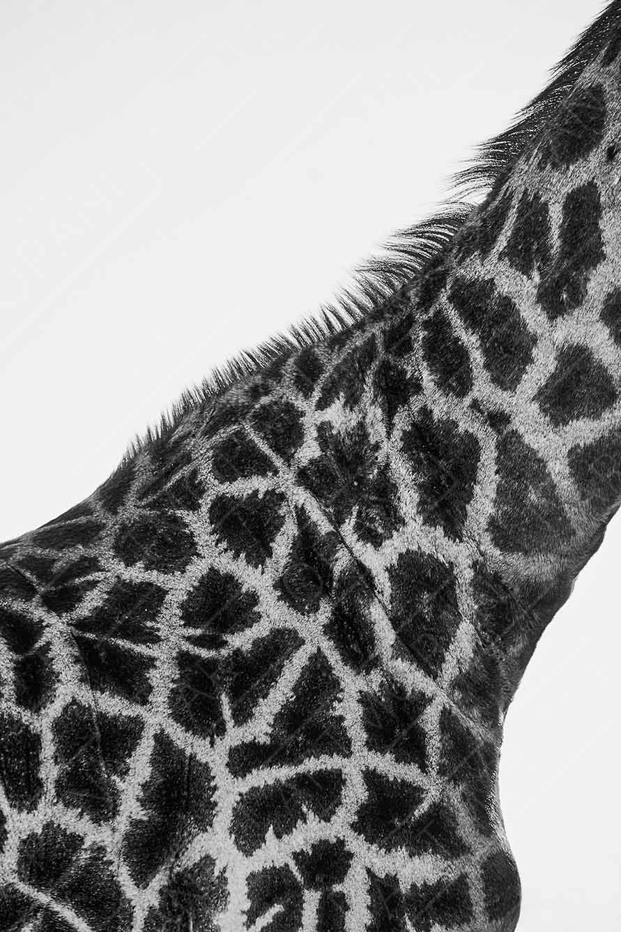 Giraffe Skin Patterns
