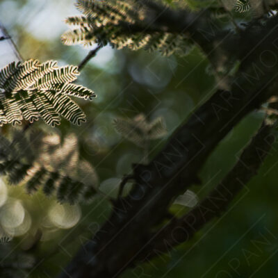 Backlit Forest Glow