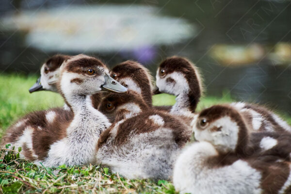 cute ducklings huddled together on a green patch of grass