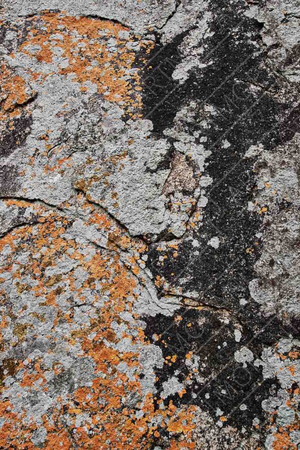 colourful lichens on a rock