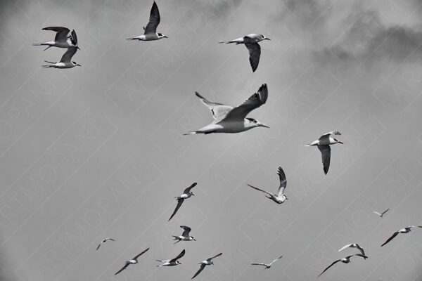 seabirds flying overhead