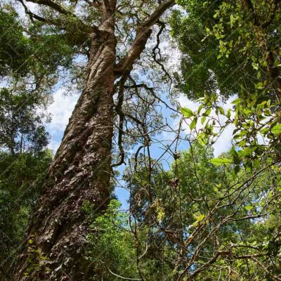 Knysna Forest Yellowwood Tree