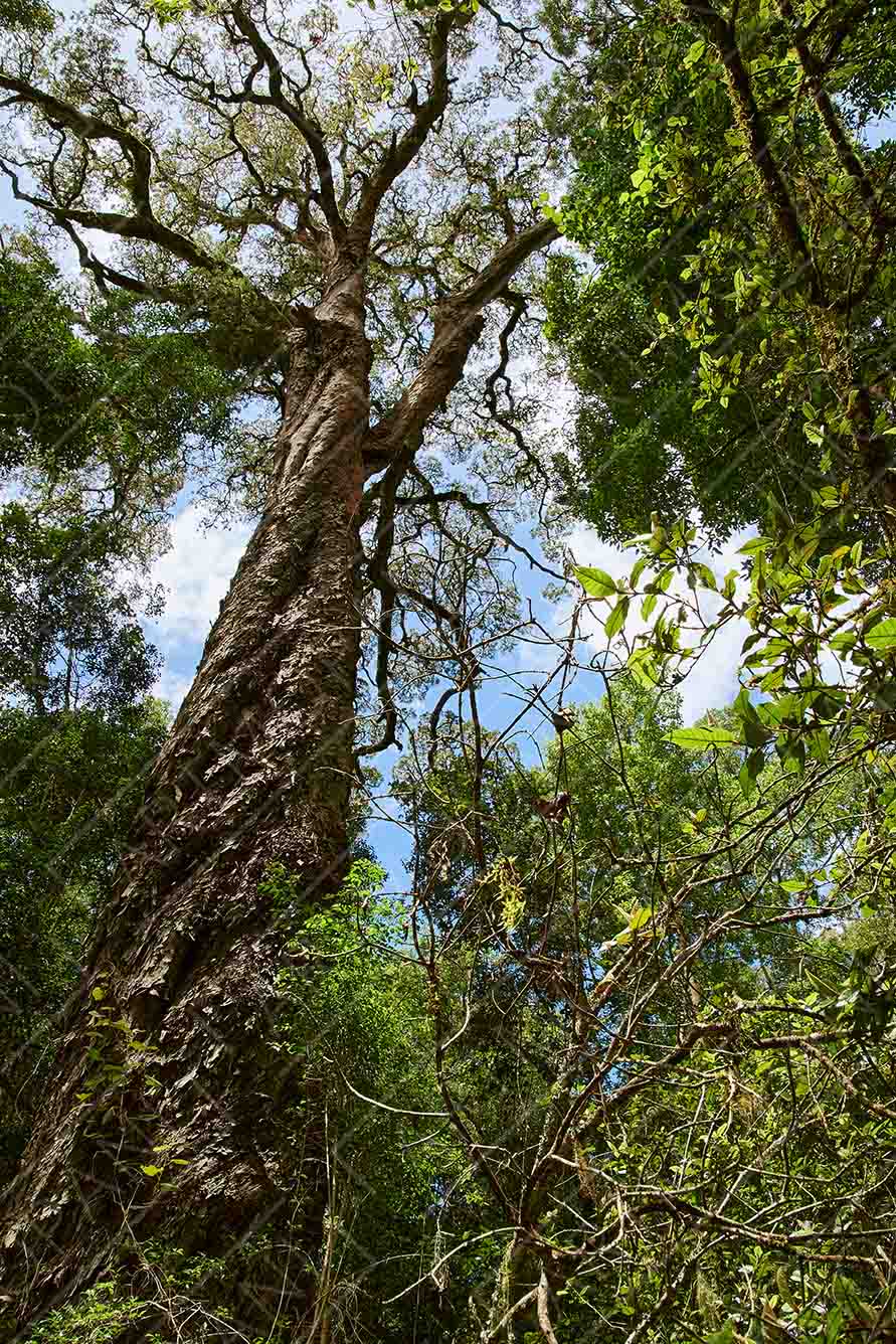 Knysna Forest Yellowwood Tree
