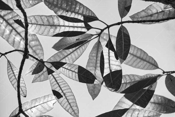 backlit leaves in black and white