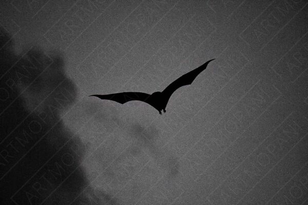 eerie bat silhouette in the night sky