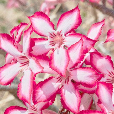 Impala Lily Flowers