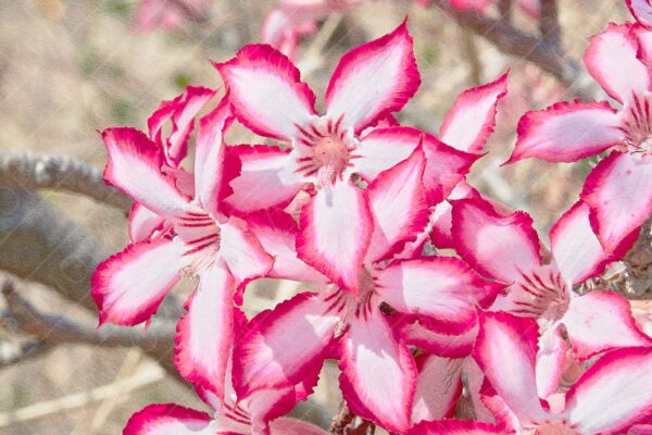 impala lily flowers