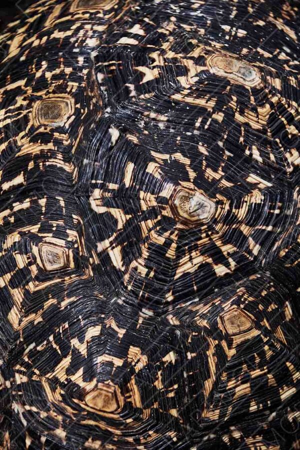 leopard tortoise shell patterns