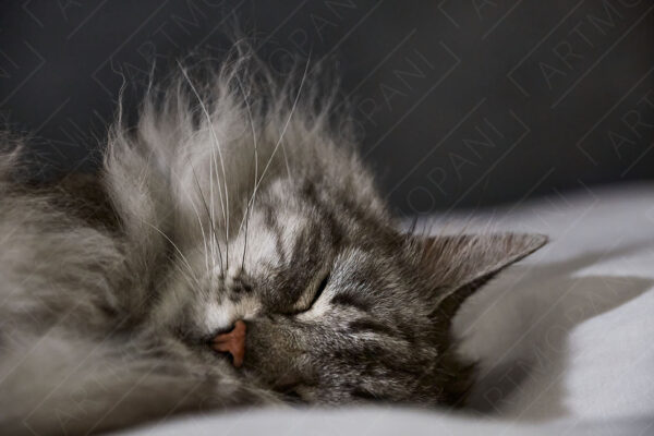 a cute furry cat asleep on a comfortable bed