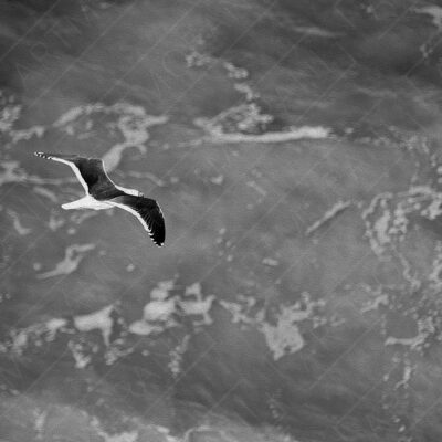 Seagull in Flight over the Ocean