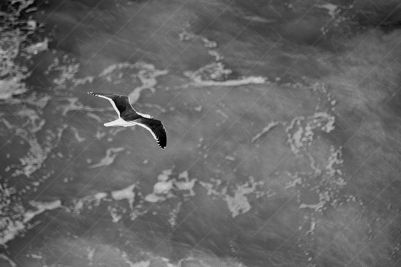 Seagull in Flight over the Ocean