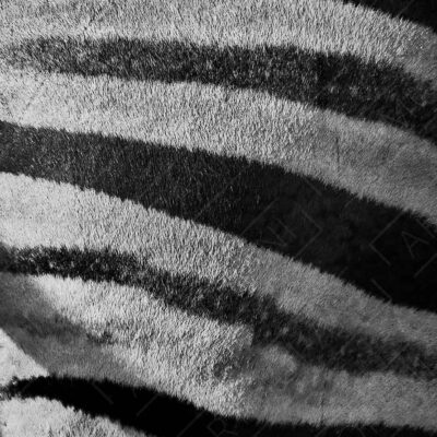 Zebra Skin Patterns