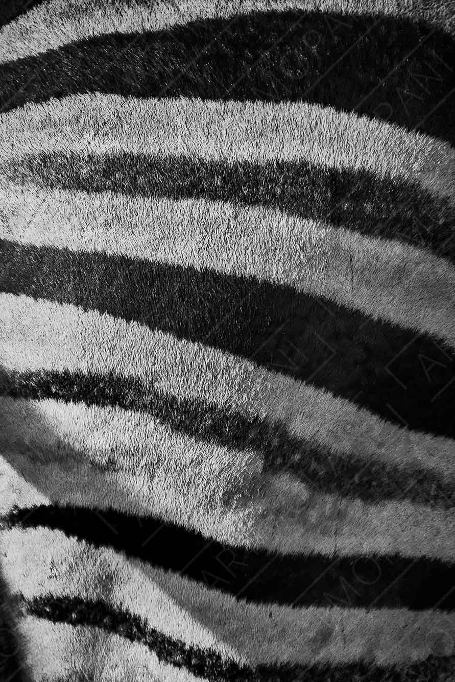 Zebra Skin Patterns