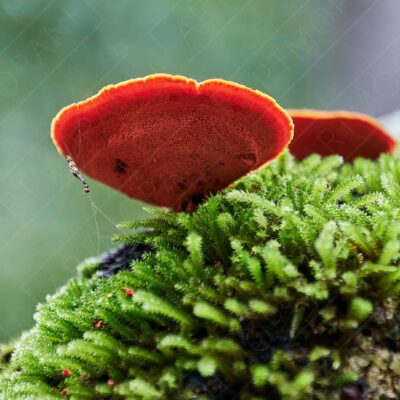 Fungi on the Forest Floor