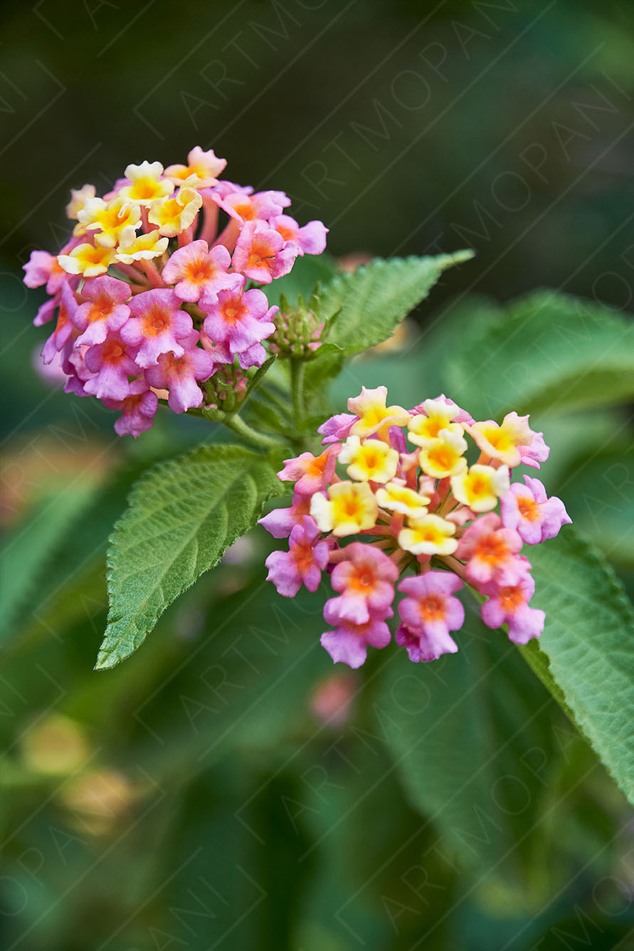 Pink & Yellow Flowers