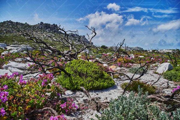 Cape peninsula fynbos landscape