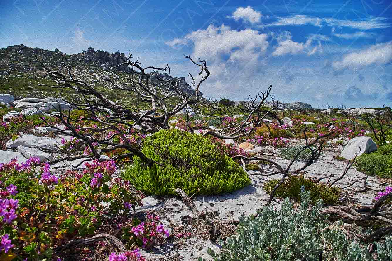Cape Peninsula Fynbos Landscape