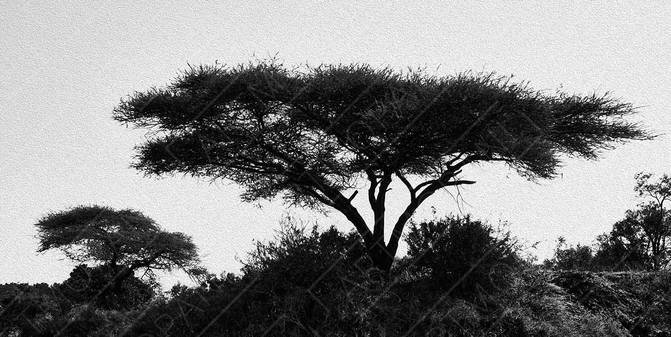 Umbrella Thorn Tree Silhouette