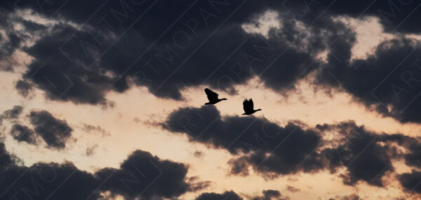 geese in flight in between the clouds