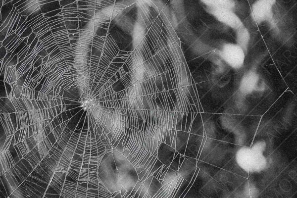 spiderweb in an artistic display