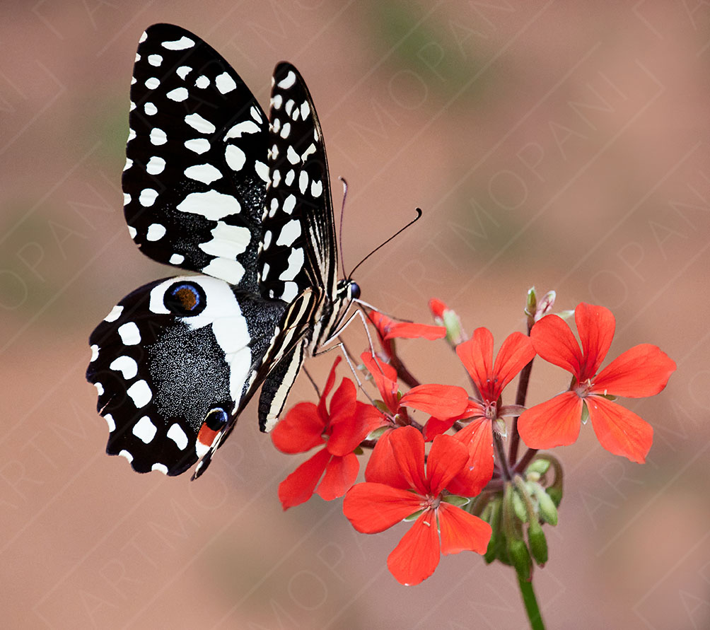 Butterfly Colours